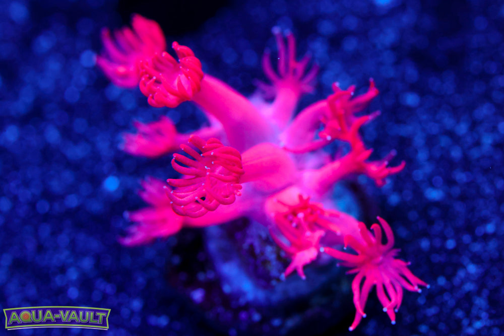 Pinky Goniopora 1