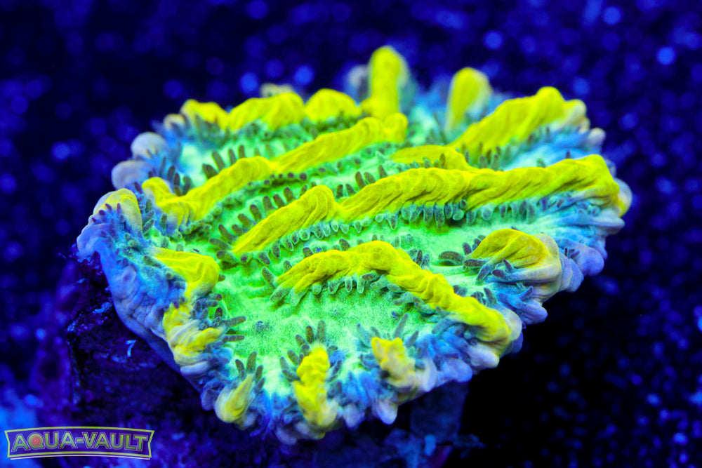 CV Emerald City Hydnophora 1