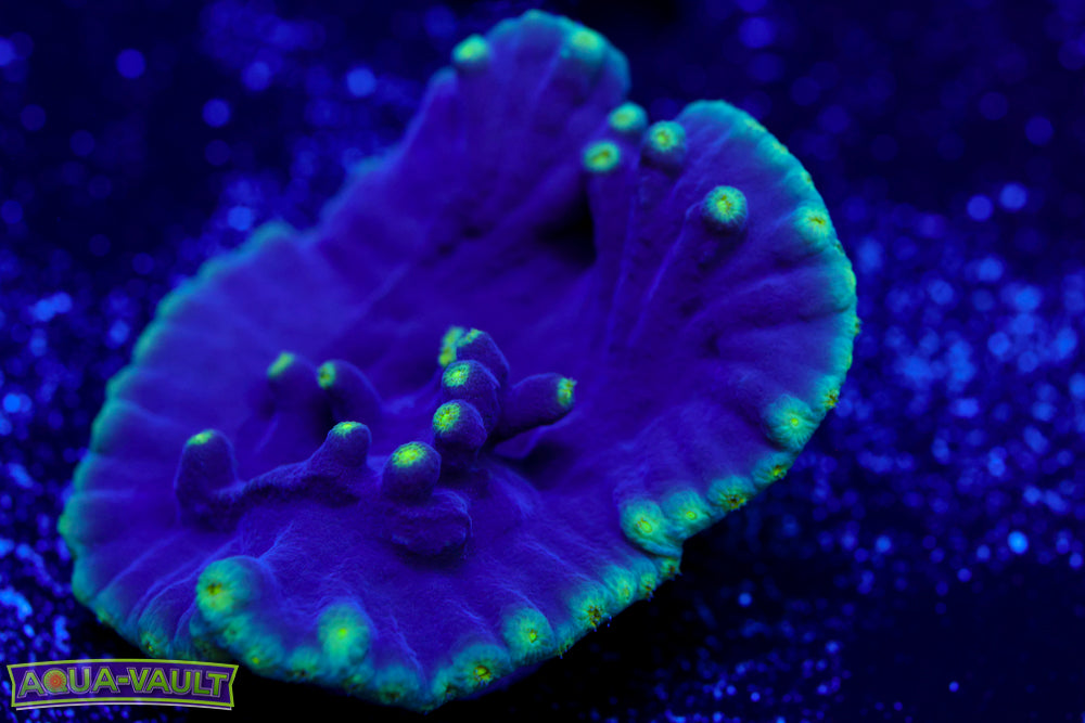 Plating Scroll Coral 1