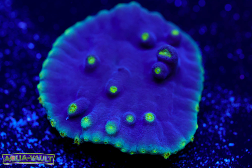 Plating Scroll Coral 2