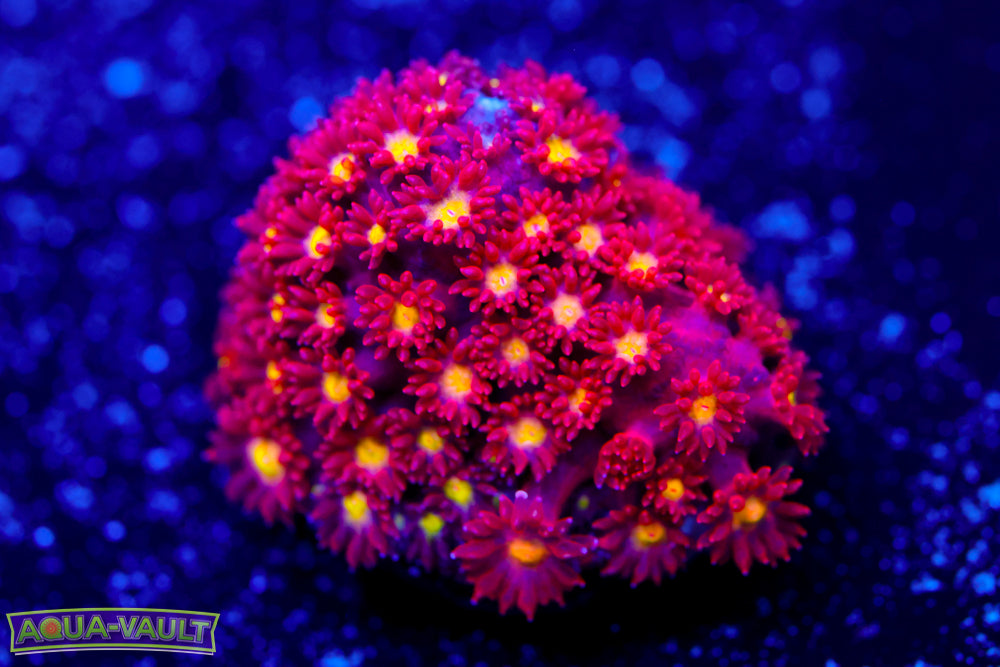 Combustion Bernardpora 1