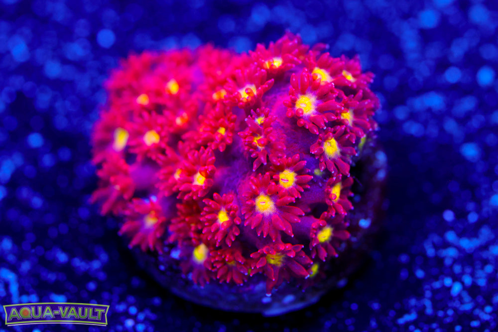 Combustion Bernardpora 2