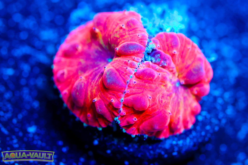 WWC Rainbow Blasto 2