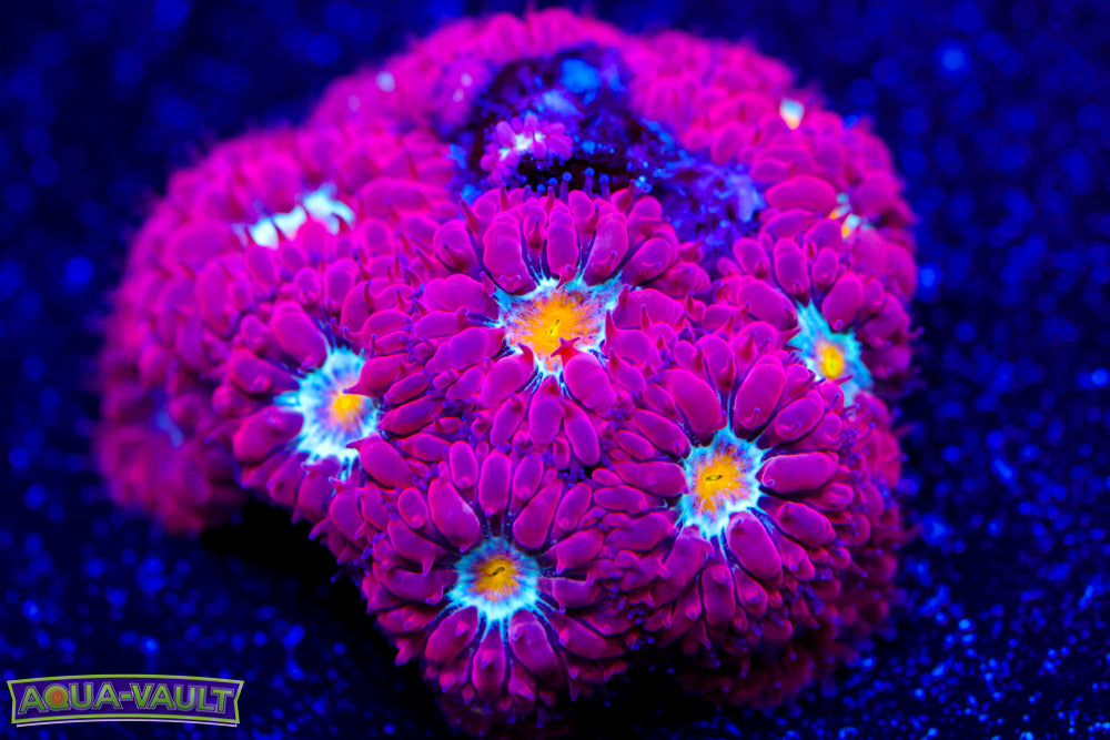 Blue Raven Blasto Merletti 1