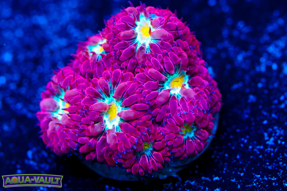 Blue Raven Blasto Merletti 3