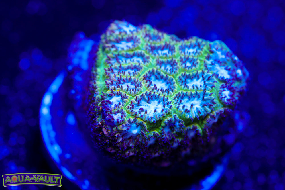Frozen Blitz Leptastrea 1