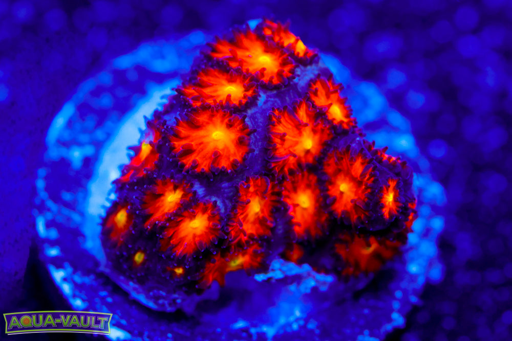 Spitfire Leptastrea 1