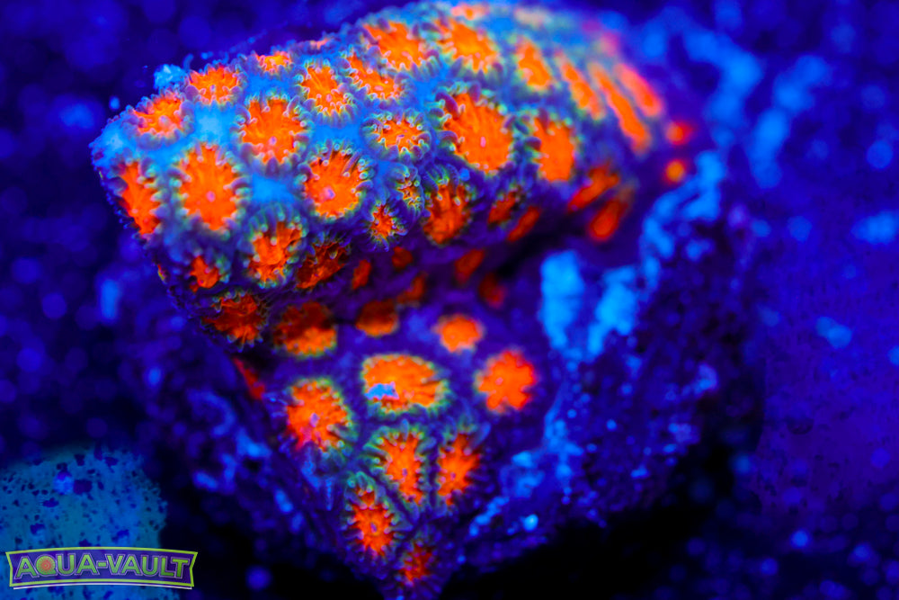 Field's Leptastrea 1