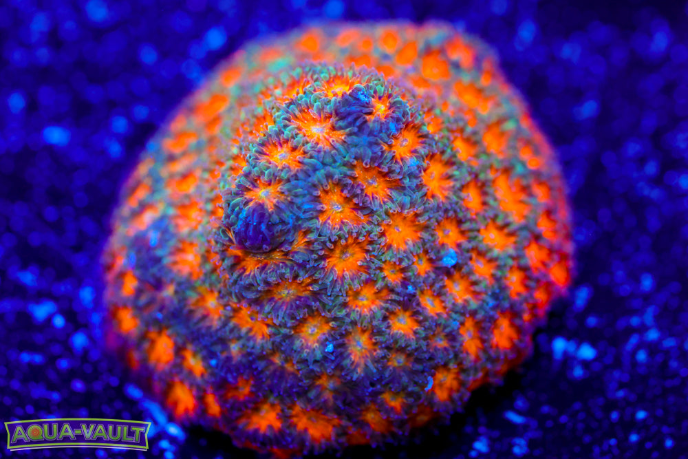 Field's Leptastrea 2