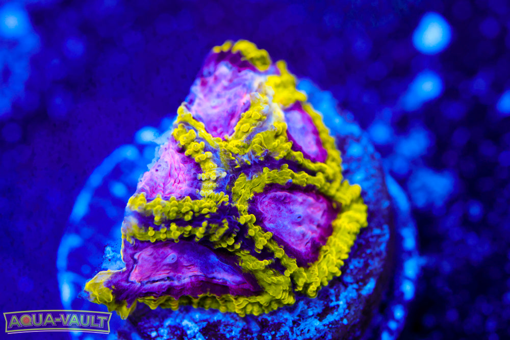 Space Monkey Favia 1