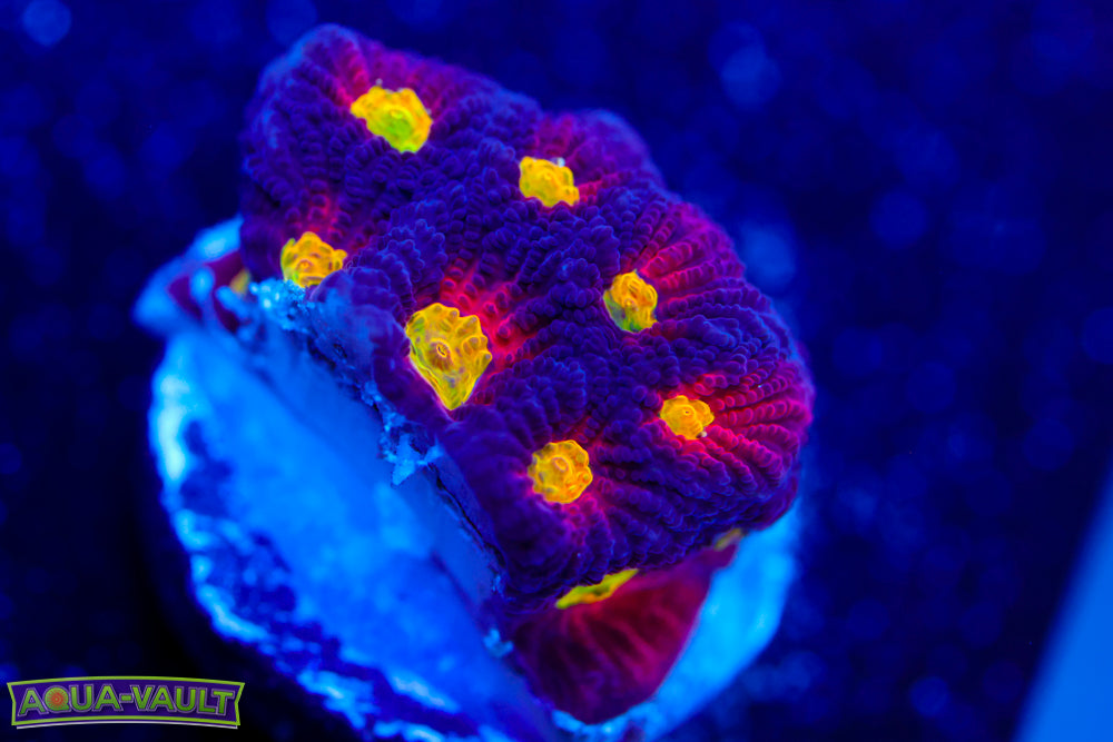 Powerball Favia 3