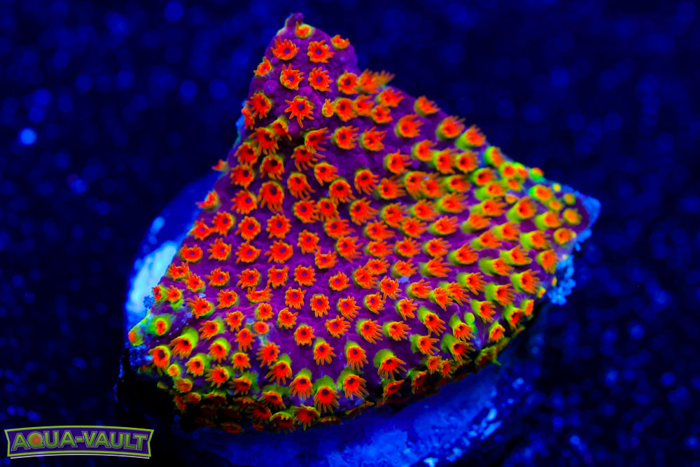 Looney Tunes Stylo 1