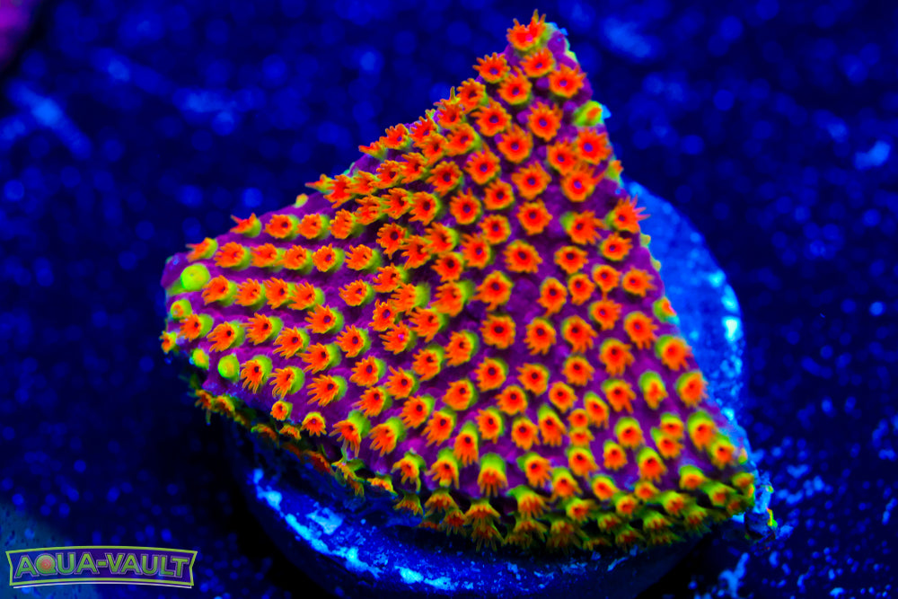 Looney Tunes Stylo 2