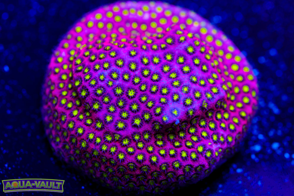 Electric Daisy Stylo 1