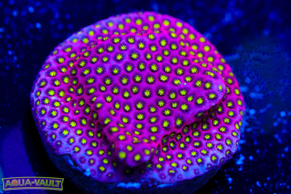 Electric Daisy Stylo 2