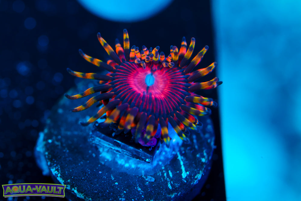 Aphrodite Zoa