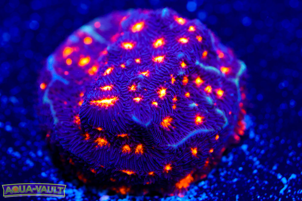 Easter Egg Chalice 2