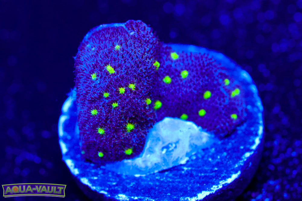 Toxic Waste Psammocora 3