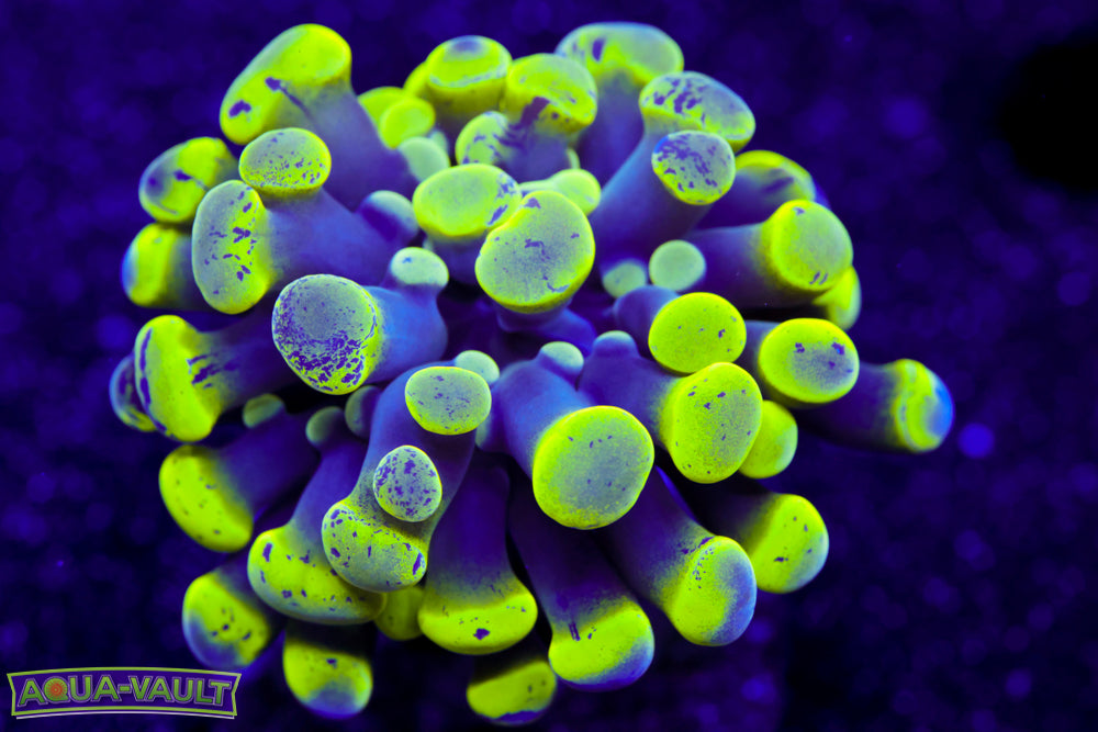 Toxic Splatter Hammer 2