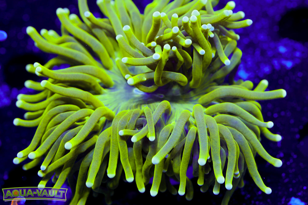 Neon Torch