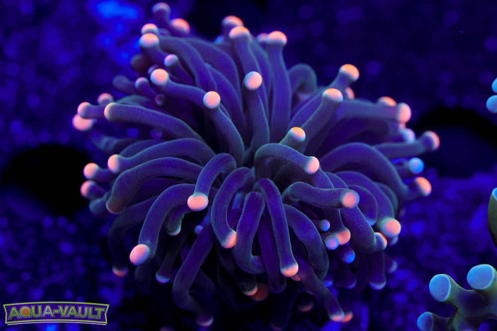 Medusa Torch