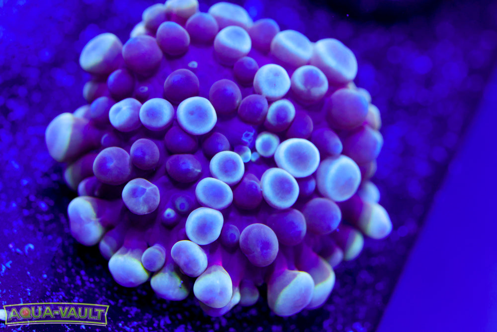 Violet Beauregarde Bounce Yuma (high end)