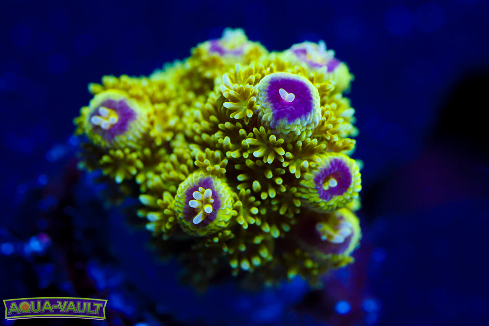 AV99 Orange Crush Acro 1