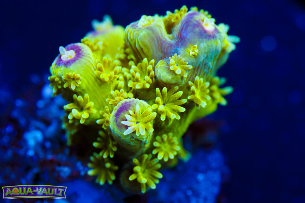 AV99 Orange Crush Acro 2