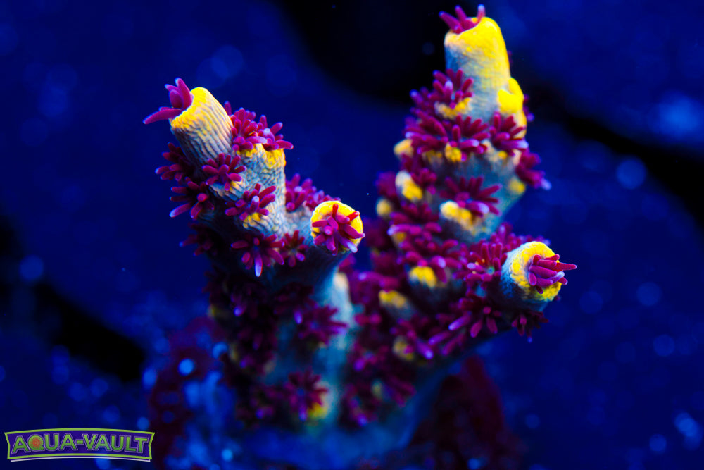 RMF Tigers Blood Acro 1