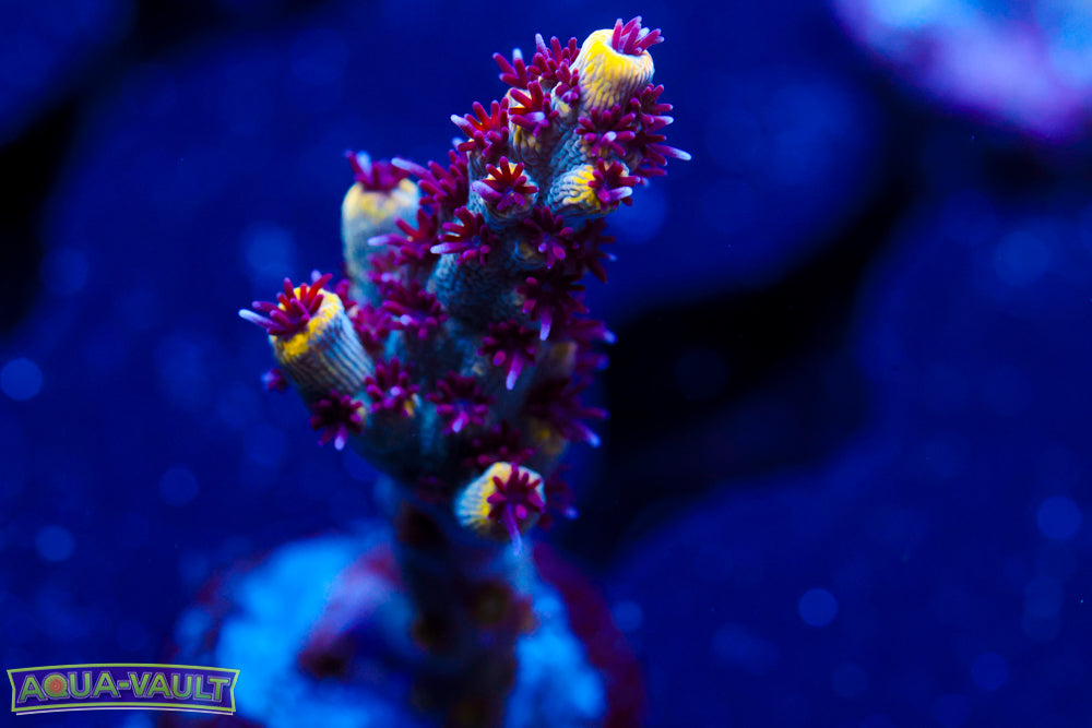 RMF Tigers Blood Acro 3