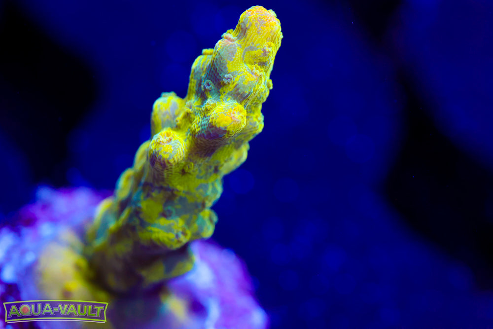 CC Banana Hammock Acro 3