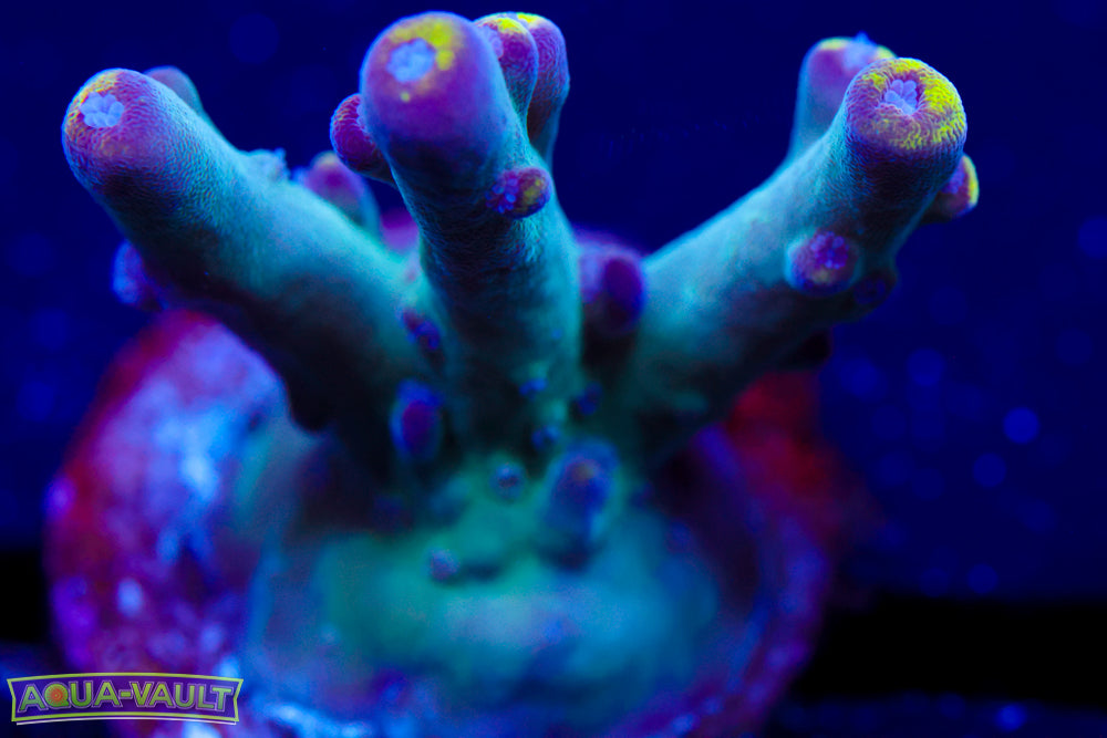 WWC Purple Candle Acro 2