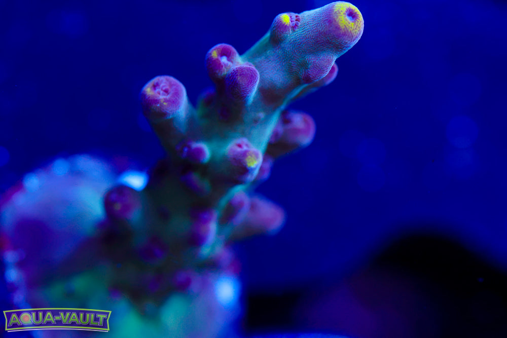 WWC Purple Candle Acro 3