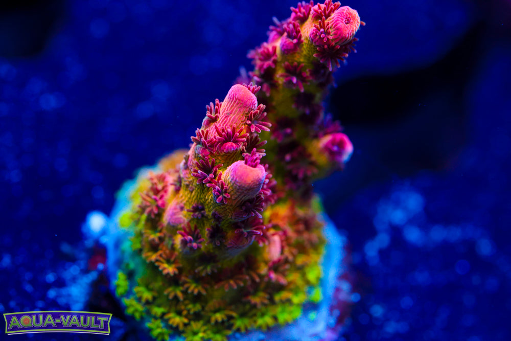 WWC Heart Breaker Acro 1