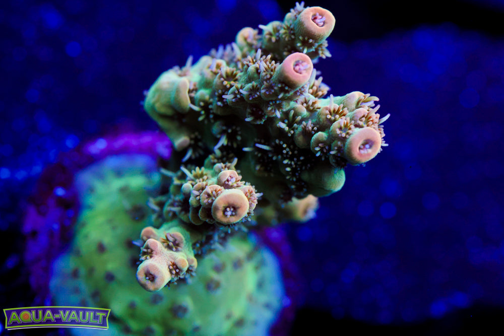 TSA Dan Akroyd Acro 2