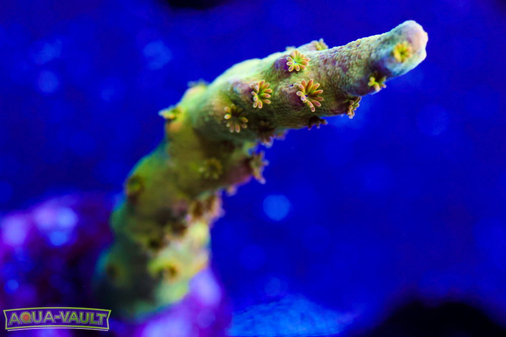 Greg's Unicorn Acro 1