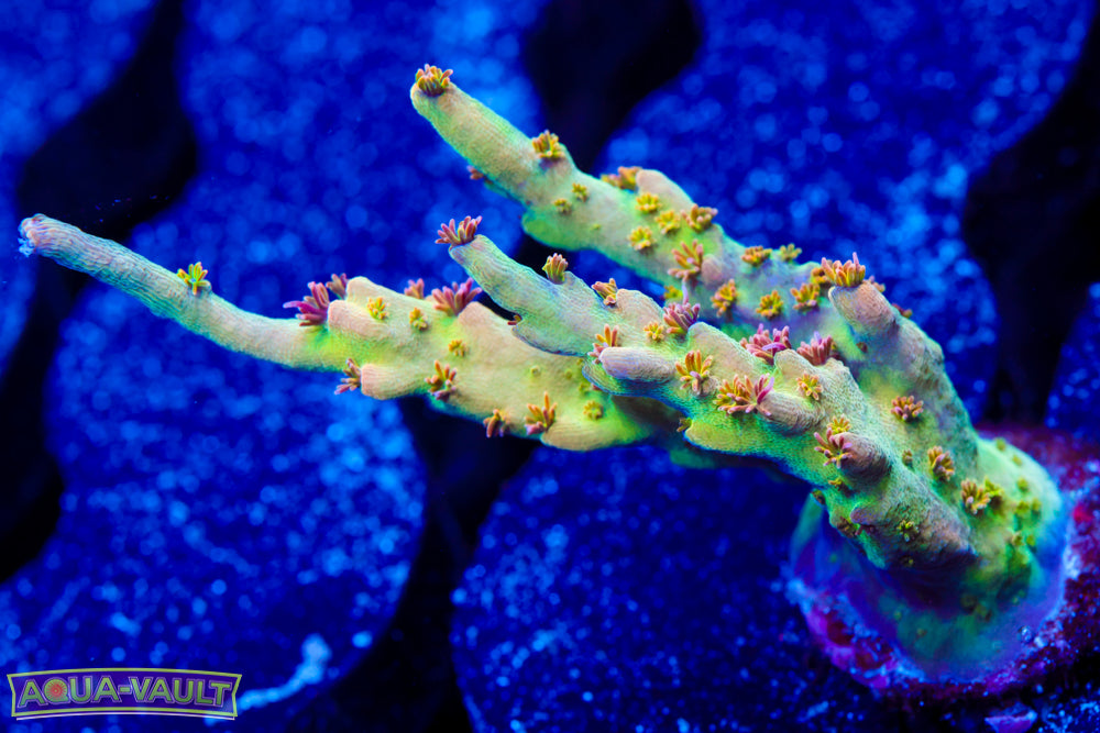 Greg's Unicorn Acro 3