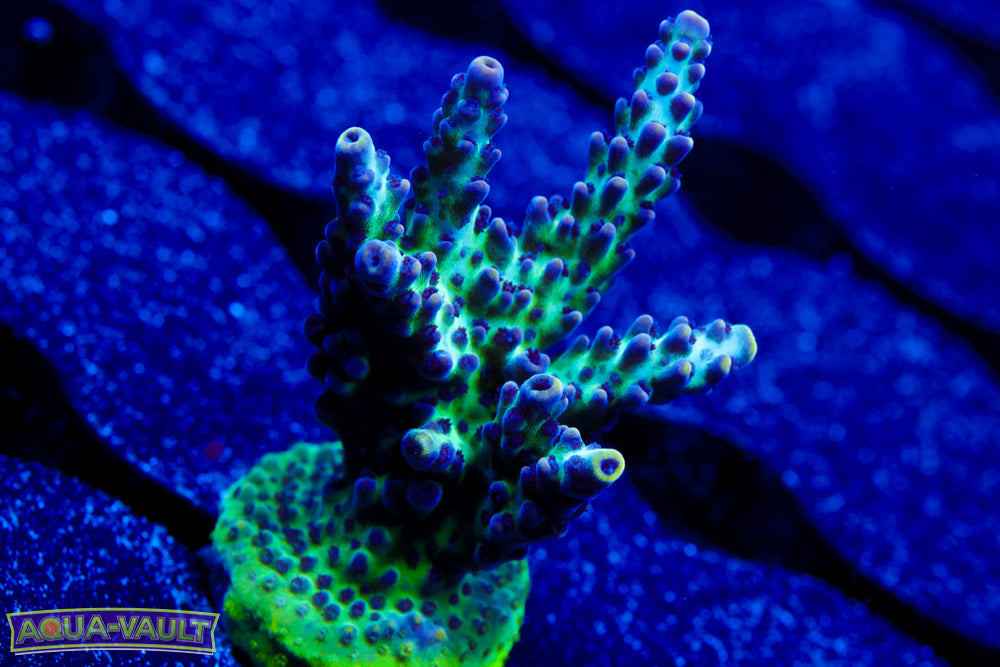 ORA Pearlberry Acro 1