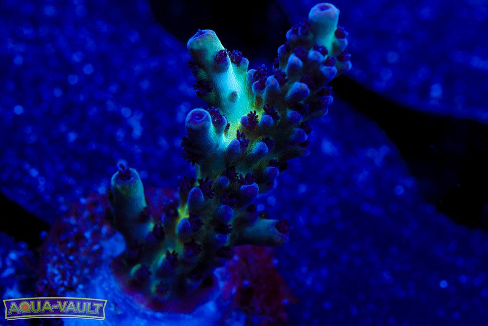 ORA Pearlberry Acro 2