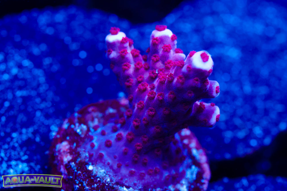 BC Space Laser Acro 2