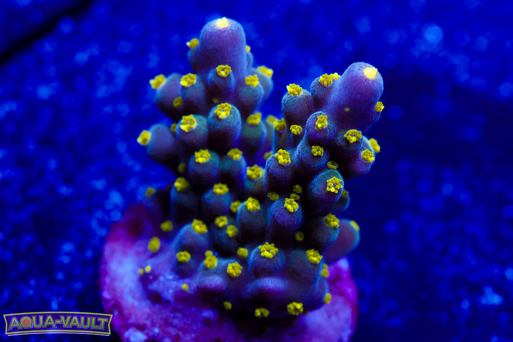 WWC Bikini Navin Acro 2