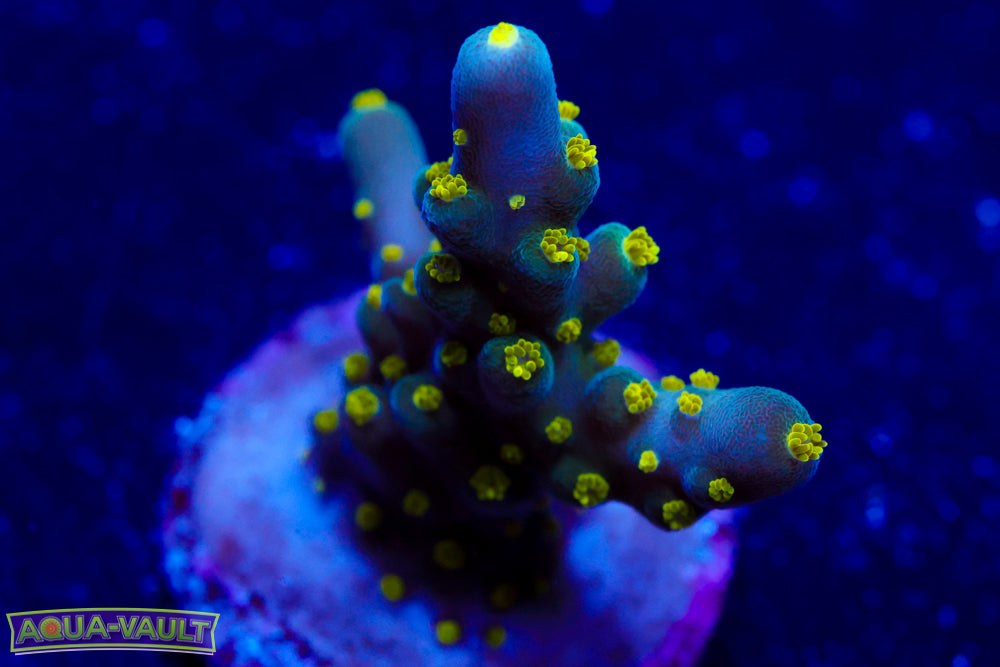 WWC Bikini Navin Acro 3