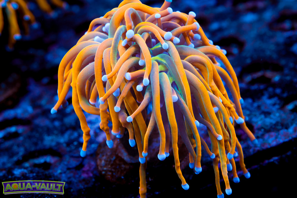 CV Dragon Tammer Torch