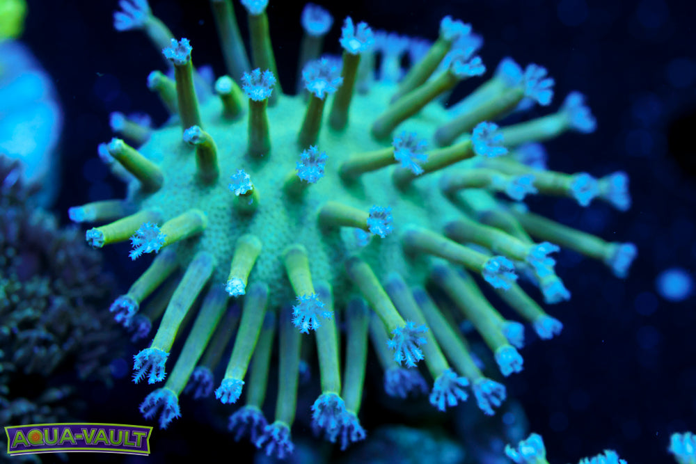 Blue Toadstool Leather