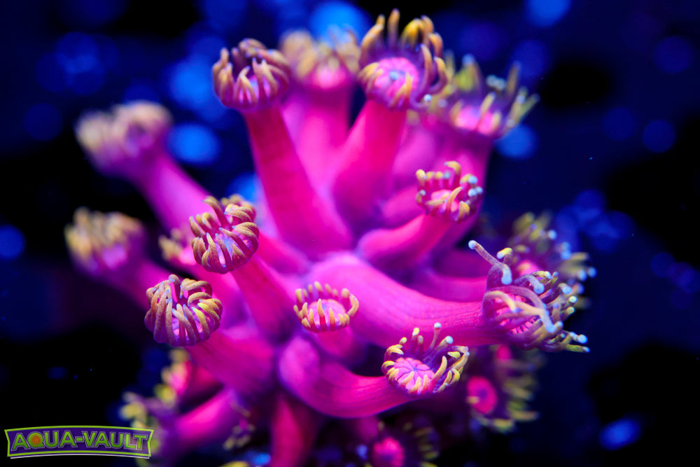 CB Fireball Goniopora