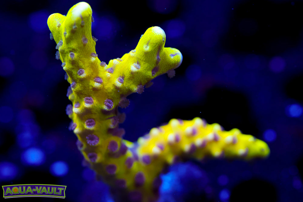 RRC Golden Rod Anacropora