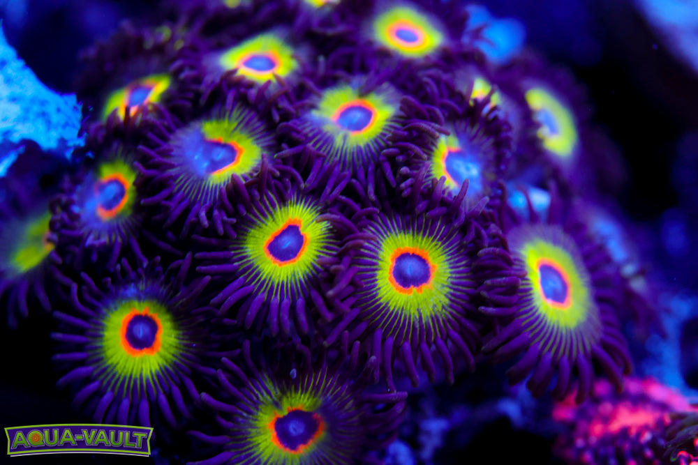 Bob Marley Zoa Colony