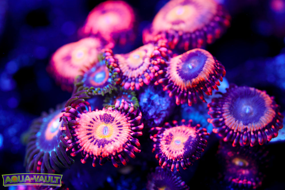 JF Cry Baby Zoa  Colony