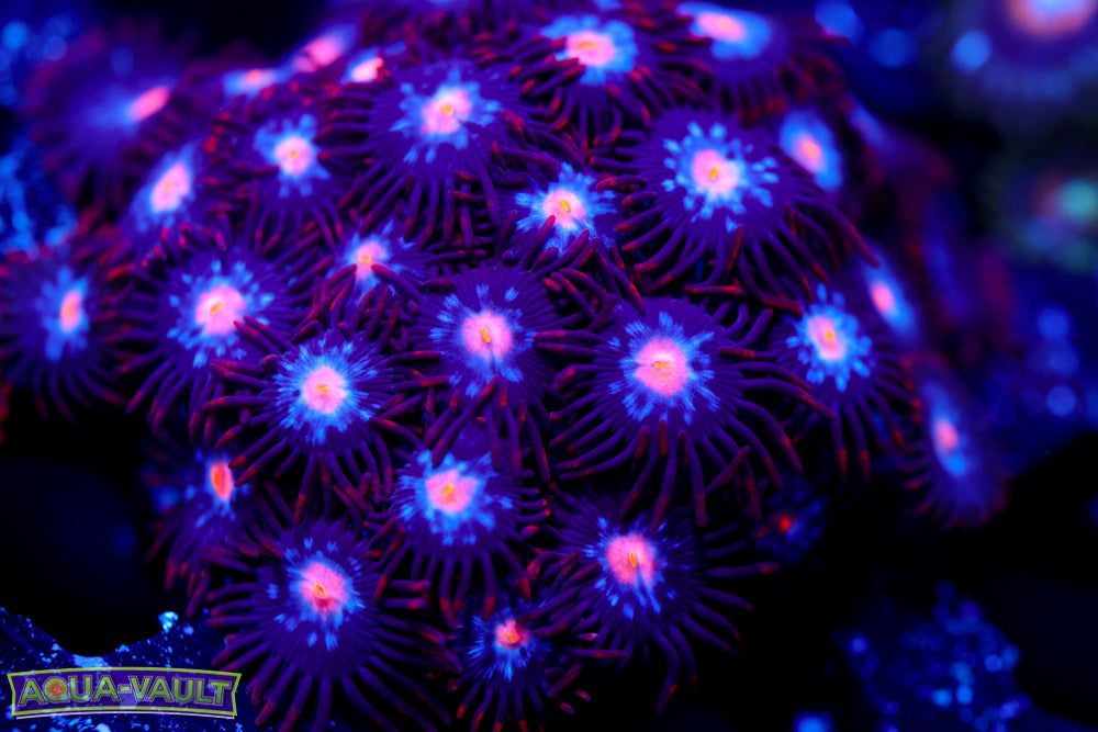 Mystique Zoa  Colony