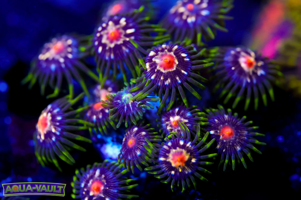 JF Star Gazer Zoa  Colony